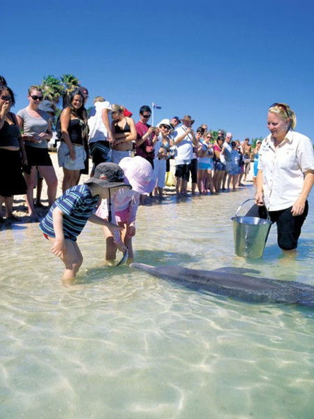 Monkey Mia Dolphin Resort - Accommodation NT 1
