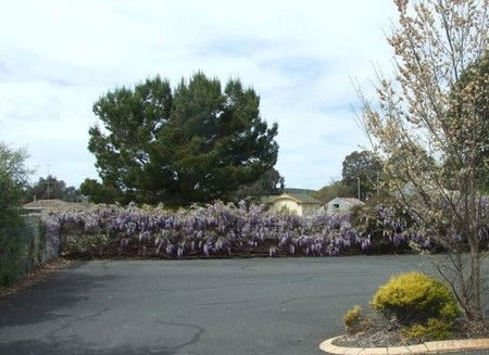 Lilac City Motor Inn & Streakhouse - Accommodation NT 1