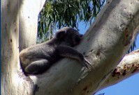 Dunbogan Caravan Park - Accommodation NT 2