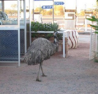 Curtin Springs Station - Accommodation NT 5