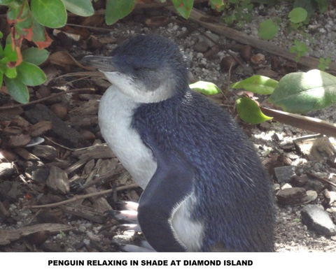 Diamond Island Resort - Accommodation NT 2