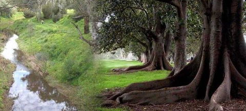 Rivergum Cottage - Accommodation NT 0