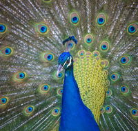 Willunga Peacock Farm Bed and Breakfast - Accommodation NT