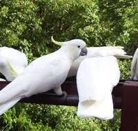 Lorikeet Lane BB - Accommodation NT