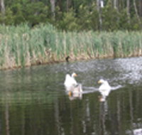 Summer Cottage - Accommodation NT