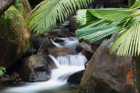 Daintree Secrets (Award Winning Retreat) - Accommodation NT 1