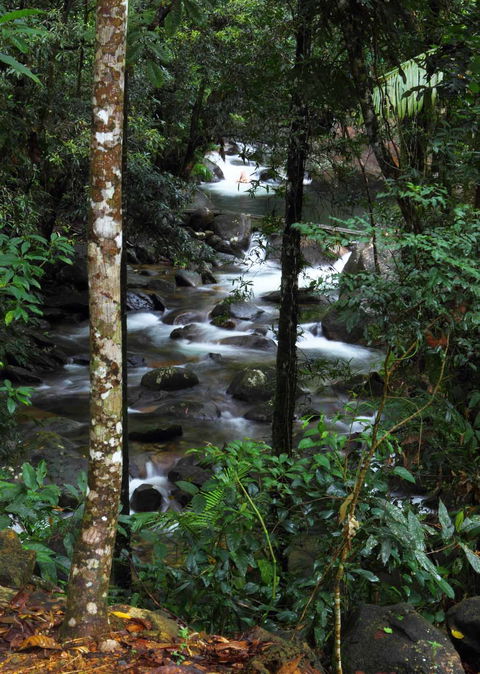 Daintree Secrets (Award Winning Retreat) - Accommodation NT 2