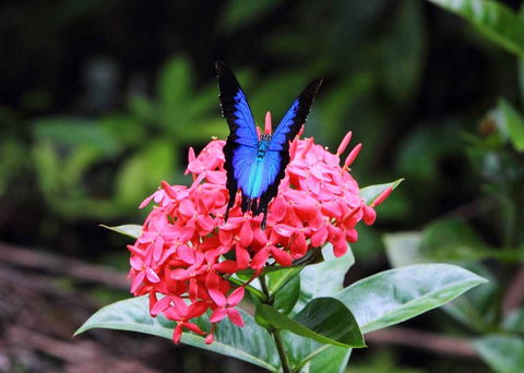 Daintree Secrets (Award Winning Retreat) - Accommodation NT 5
