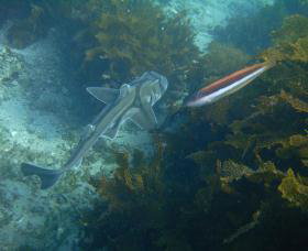 Honeymoon Bay - NT Tourism 0