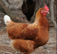 Avonmore Estate Biodynamic Winery - Accommodation NT