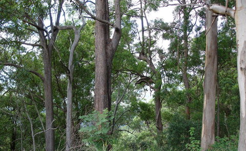 Bamboo Retreat - Accommodation NT 1