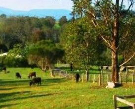 Giba Gunyah Country Cottages - Accommodation NT 1