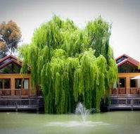 Perricoota Vines Retreat - Accommodation NT