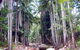 Finch Hatton Gorge Cabins - thumb 2