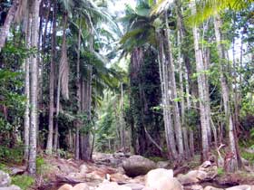 Finch Hatton Gorge Cabins - Accommodation NT 2