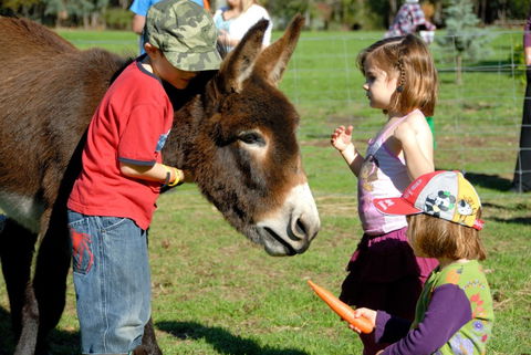 Diamond Forest Farm Stay - Accommodation NT 3