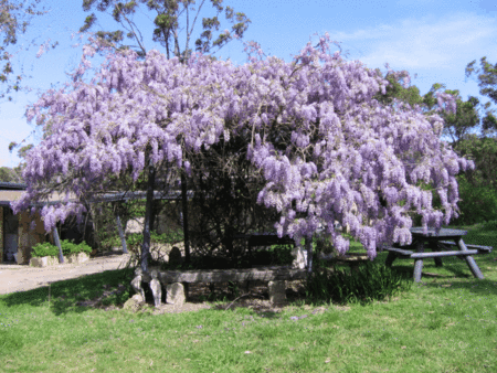 Studio Cottages Romantic Hideaway - Accommodation NT 5