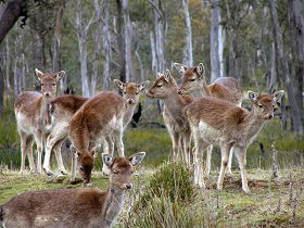 Lake Leake Chalet - Accommodation NT 0