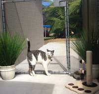 Caringbah Cat Hotel - Accommodation NT