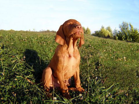 Wingham Pet Motel - Accommodation NT 0