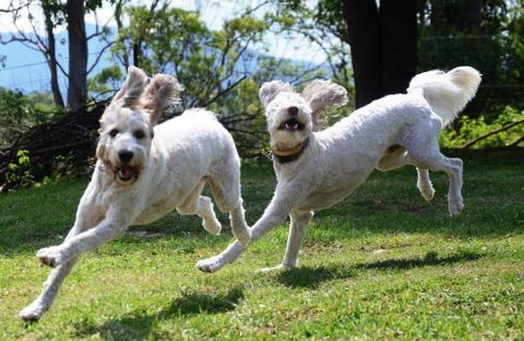 Wingham Pet Motel - Accommodation NT 4