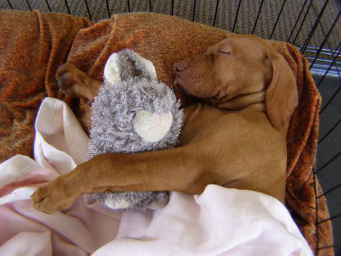 Wingham Pet Motel - Accommodation NT 6