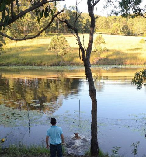 Wingham Pet Motel - Accommodation NT 7