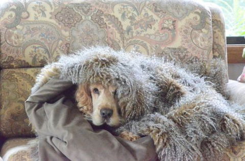 Wingham Pet Motel - Accommodation NT 8