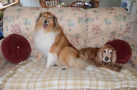 Wingham Pet Motel - Accommodation NT 9