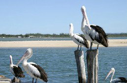 Tuncurry Sunset Motel - Accommodation NT 3