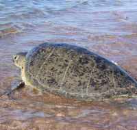 Mackerel Islands - Accommodation NT