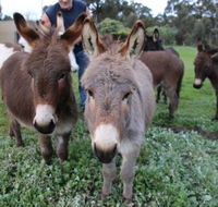 Donkey Tales Farm Cottages - Accommodation NT