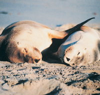 Island Beach Cabins - Accommodation NT