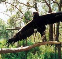 Curlew Hill Sanctuary - Accommodation NT