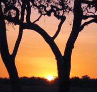 Coodardie Station Stay - Accommodation NT