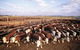 Bond Springs Outback Retreat - thumb 0