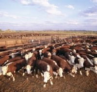 Bond Springs Outback Retreat - Accommodation NT
