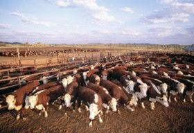 Bond Springs Outback Retreat - Accommodation NT 0