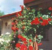 Rose Cottage Bed And Breakfast - Accommodation NT