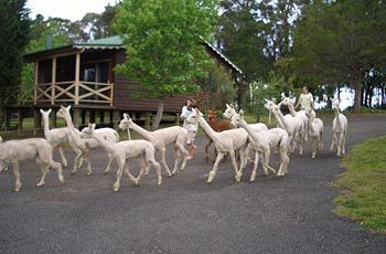 Madison's Mountain Retreat - Accommodation NT 6