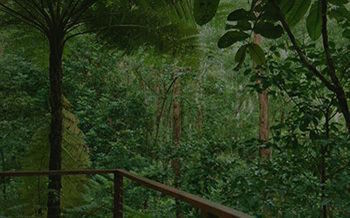 Kondalilla Eco Resort - Accommodation NT 7