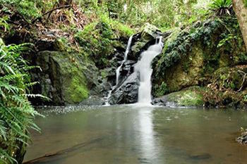 Kondalilla Eco Resort - Accommodation NT 63