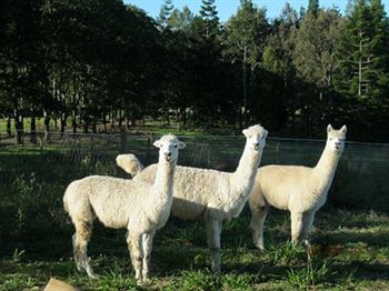 Blackwattle Farm B&B And Farm Stay - Accommodation NT 0