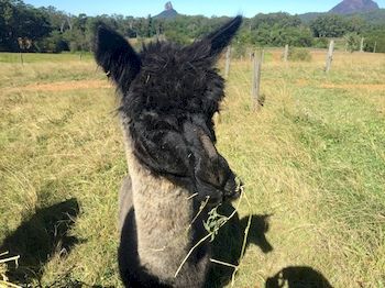 Blackwattle Farm B&B And Farm Stay - Accommodation NT 4