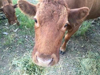 Blackwattle Farm B&B And Farm Stay - Accommodation NT 5