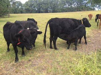 Blackwattle Farm B&B And Farm Stay - Accommodation NT 8