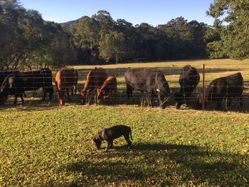 Blackwattle Farm B&B And Farm Stay - Accommodation NT 13