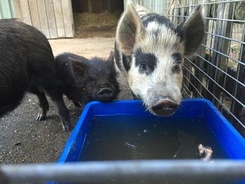 Blackwattle Farm B&B And Farm Stay - Accommodation NT 14