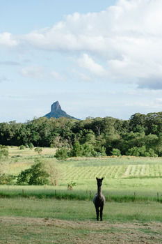 Blackwattle Farm B&B And Farm Stay - Accommodation NT 38
