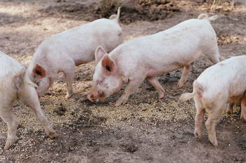 Blackwattle Farm B&B And Farm Stay - Accommodation NT 40